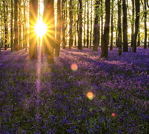 Bluebell Woods