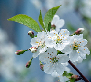 Cherry Blossoms