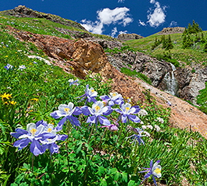 Columbines