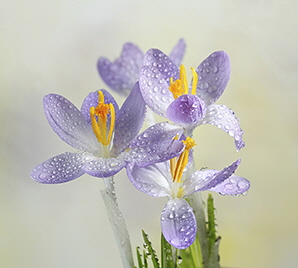Crocus