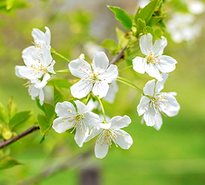 Spring Blossoms