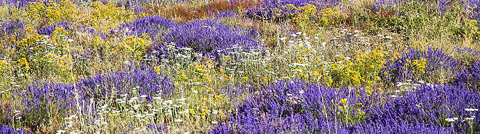Wild Wildflowers V